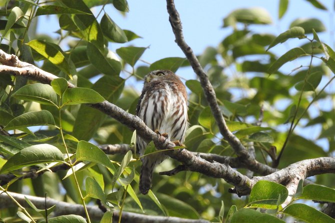 Birdwatching Cancun - Who Should Book This Experience
