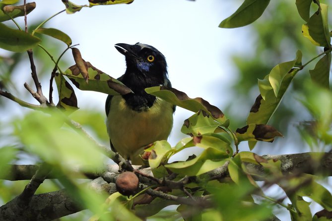 Birdwatching Cancun - Searching the Ruta de los Cenotes