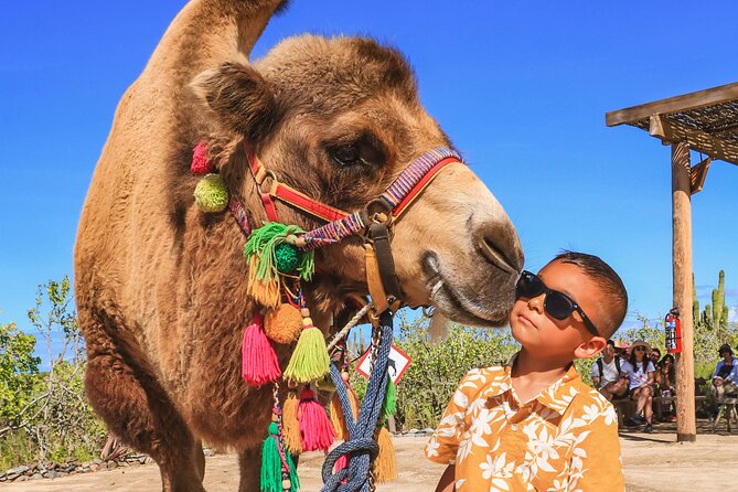 Boat Ride to the Arch and Beach Camel Ride in Cabo San Lucas - Booking, pickup, and weather advice