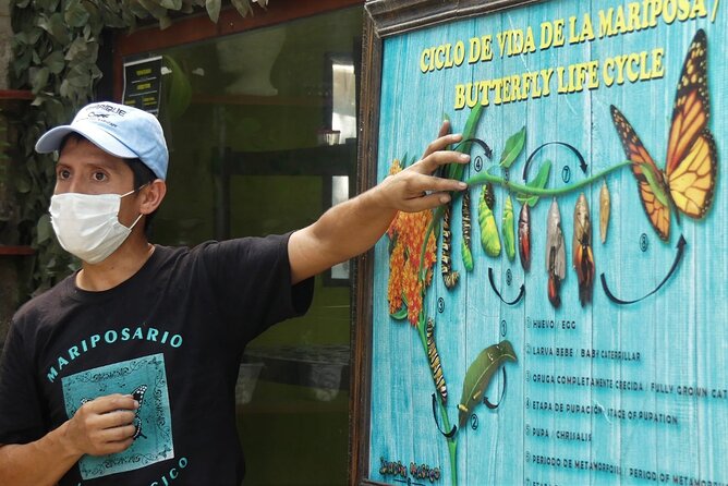 Butterfly Sanctuary & Museum Guided Tour in Puerto Vallarta - Why This Small Sanctuary Makes a Big Impression