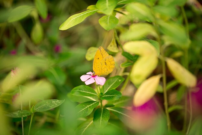 Butterfly Sanctuary & Museum Guided Tour in Puerto Vallarta - Walking Through Mariposario Jardin Magico