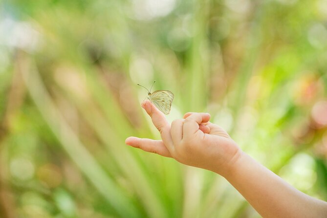 Butterfly Sanctuary & Museum Guided Tour in Puerto Vallarta - The First Flight and Butterfly Release