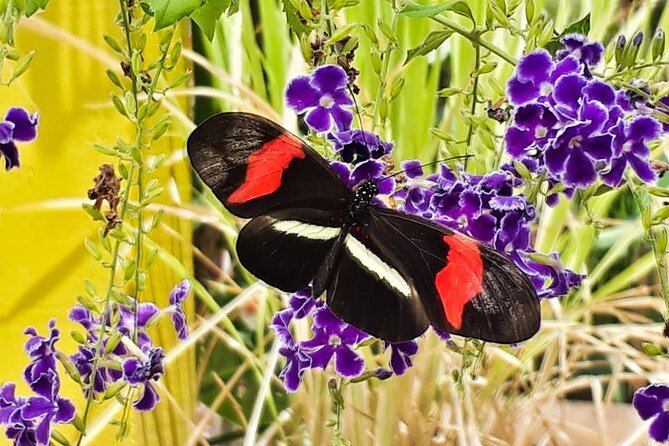 Butterfly Sanctuary & Museum Guided Tour in Puerto Vallarta - What the One-Hour Length Means