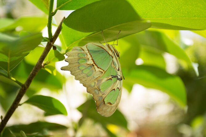 Butterfly Sanctuary & Museum Guided Tour in Puerto Vallarta - Getting There Takes More Planning Than the Tour