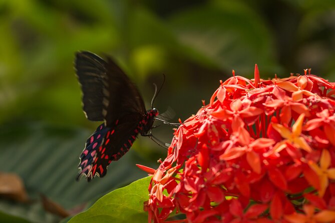 Butterfly Sanctuary & Museum Guided Tour in Puerto Vallarta - What to Bring for a Comfortable Visit