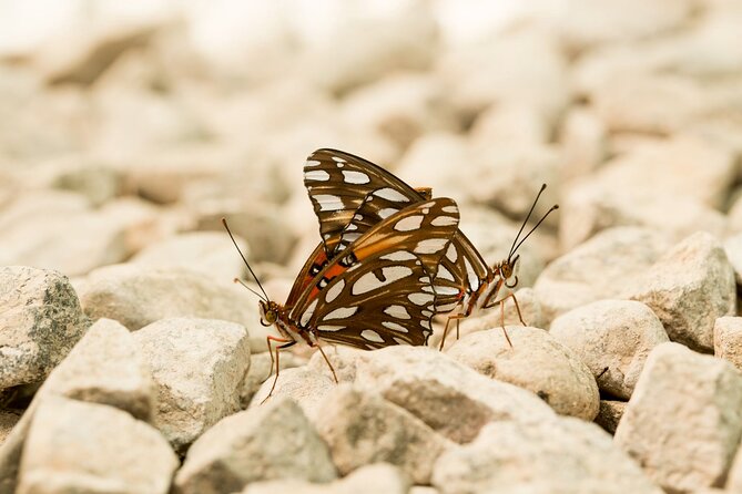 Butterfly Sanctuary & Museum Guided Tour in Puerto Vallarta - Is the $28 Price Fair?