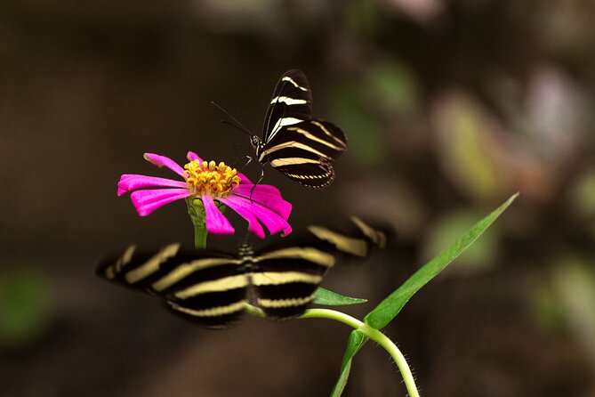 Butterfly Sanctuary & Museum Guided Tour in Puerto Vallarta - Who Will Enjoy This Most