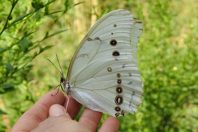 Butterfly Sanctuary & Museum Guided Tour in Puerto Vallarta - The Butterfly Heritage Museum Adds Useful Context