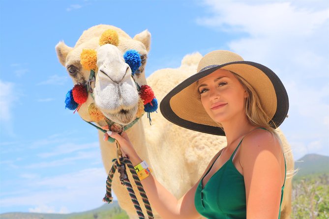 Cabo Beach Camel Ride, Mexican Buffet and Tequila Tasting - Who should book this Cabo camel safari?