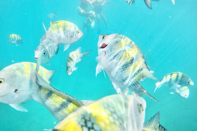 Cabo Blue Snorkeling Cruise, Open Bar and Lunch in Cabo San Lucas - A Cabo Afternoon Built Around El Arco