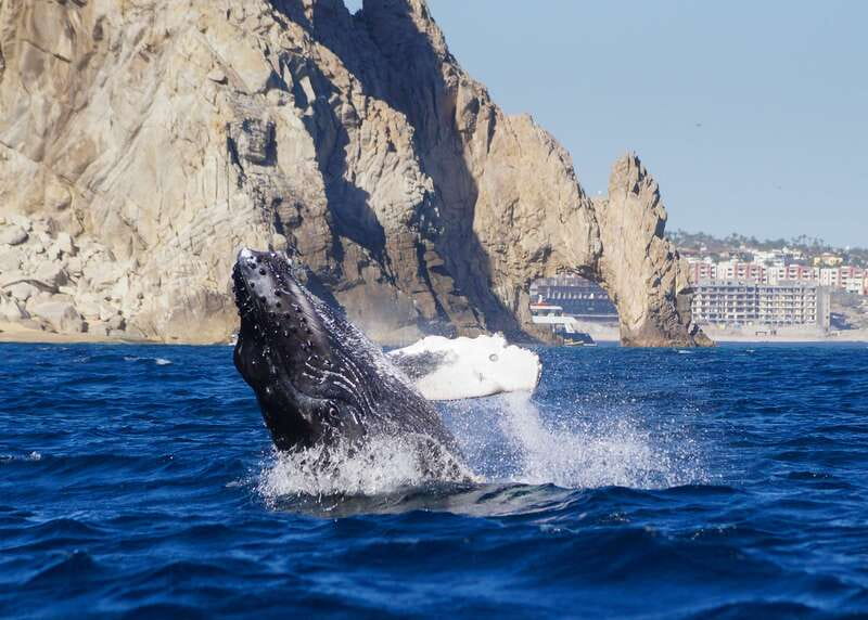 Cabo San Lucas: 2.5-Hour Whale Watching Tour - Cabo’s Humpback Season Runs Mid-December to Mid-April