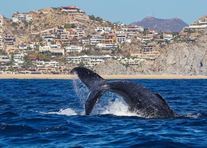 Cabo San Lucas: 2.5-Hour Whale Watching Tour - Learning From a Marine Biologist