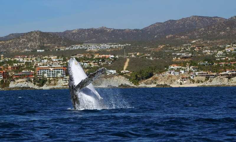 Cabo San Lucas: 2.5-Hour Whale Watching Tour - Practical Details for Your Boat Day