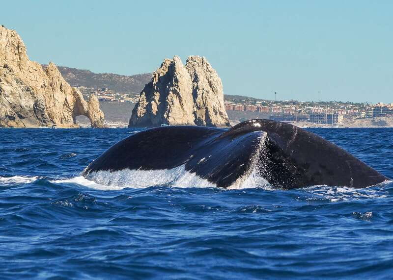 Cabo San Lucas: 2.5-Hour Whale Watching Tour - Who Will Enjoy This Most