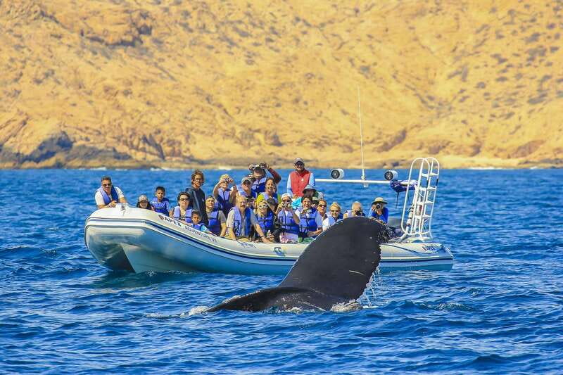Cabo San Lucas: 2-Hour Whale Watching Adventure - Why Cabo’s December to April whale season matters