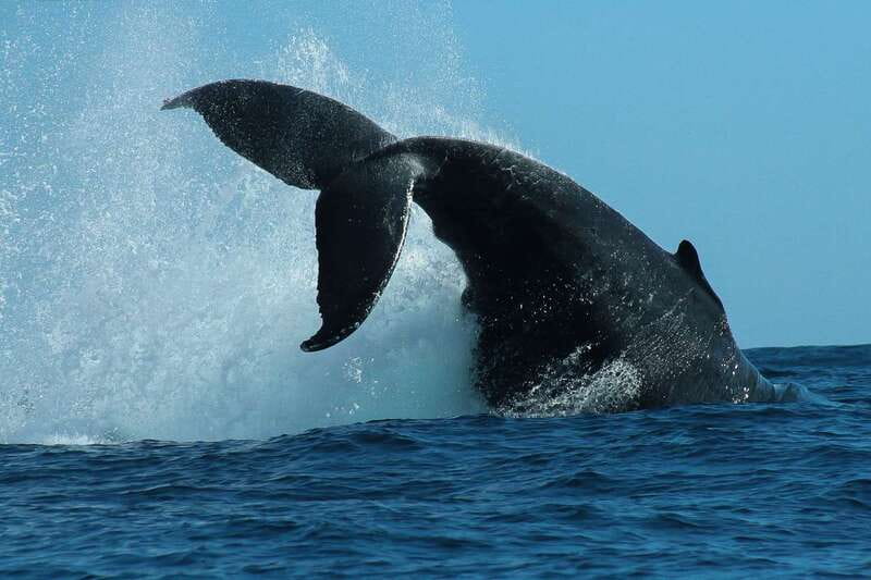 Cabo San Lucas: 2-Hour Whale Watching Adventure - Hearing whales through the onboard hydrophone