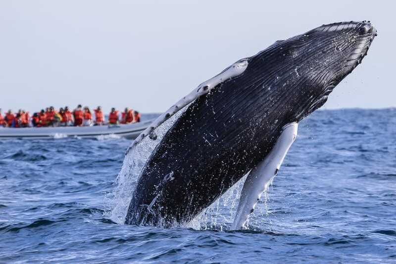 Cabo San Lucas: 2-Hour Whale Watching Adventure - From pickup in Cabo or San José del Cabo to the marina