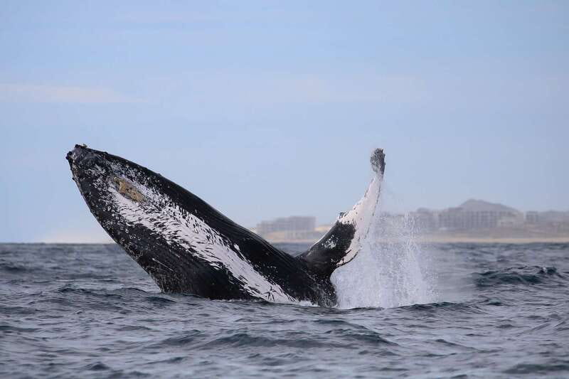 Cabo San Lucas: 2-Hour Whale Watching Adventure - Following the whales instead of following a script