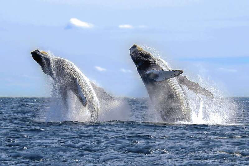 Cabo San Lucas: 2-Hour Whale Watching Adventure - Who will enjoy this Cabo whale watch most