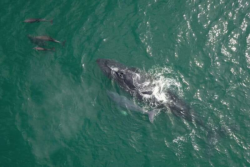 Cabo San Lucas: 2-Hour Whale Watching Adventure - Cancellation, languages, and booking flexibility