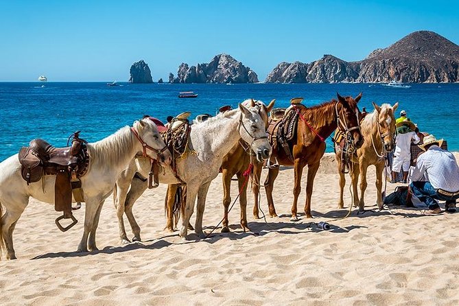 Cabo San Lucas Beach and Desert Horseback Ride - Who should book this Cabo horseback ride?