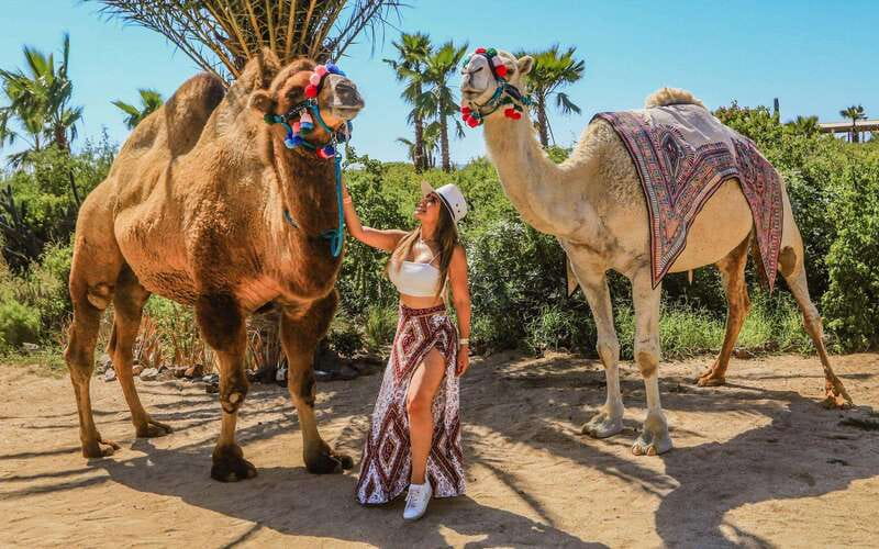 Cabo San Lucas: Camel Ride & Off-Road UTV Combo Adventure - Key points to know before booking