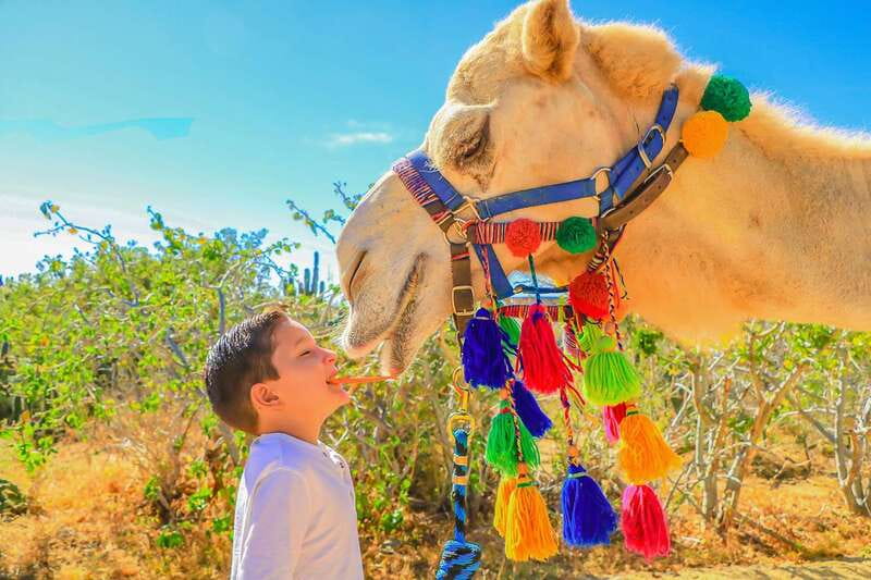 Cabo San Lucas: Camel Safari Tour with Lunch and Tequila - Tortillas, lunch, and a tequila tasting