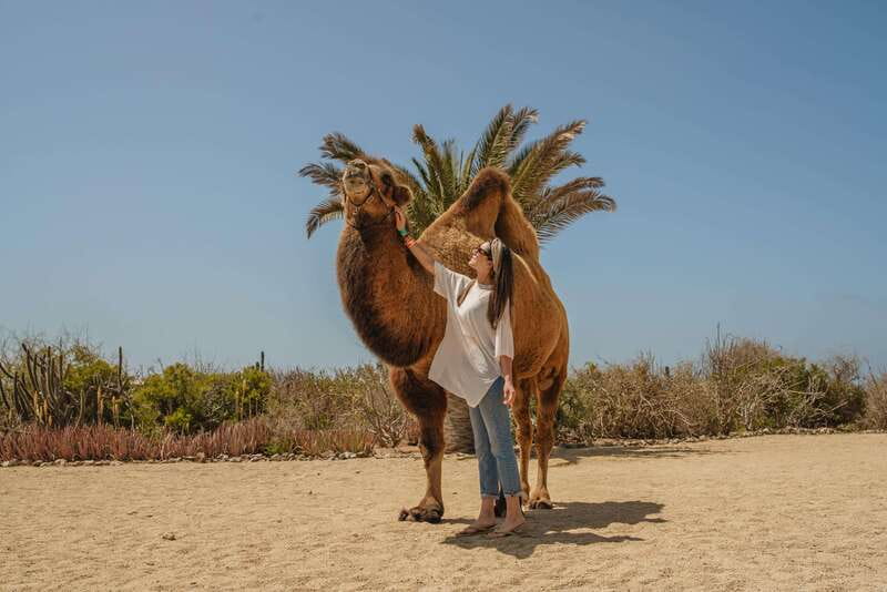Cabo San Lucas: Camel Safari Tour with Lunch and Tequila - Should you book the Cabo camel safari?