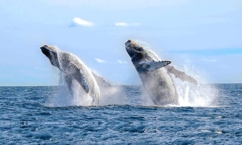 Cabo San Lucas: Luxury Catamaran Whale Watching Experience - Key points to know before you book