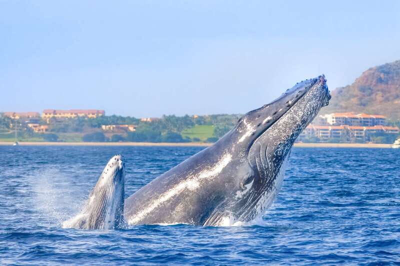 Cabo San Lucas: Luxury Catamaran Whale Watching Experience - Setting out from Cabo’s marina