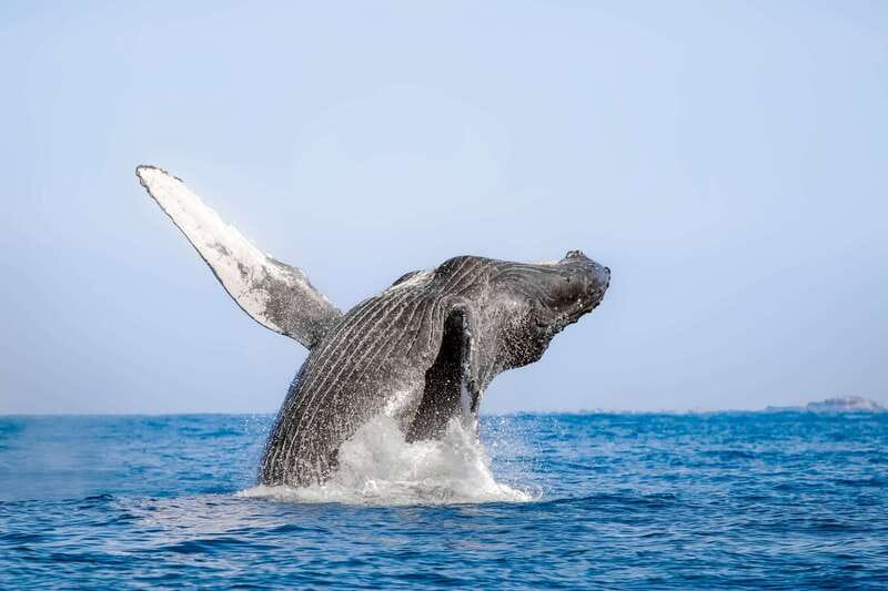 Cabo San Lucas: Luxury Catamaran Whale Watching Experience - Finding humpbacks in season