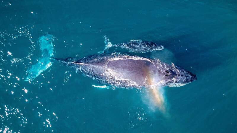 Cabo San Lucas: Luxury Catamaran Whale Watching Experience - Listening with the onboard hydrophone