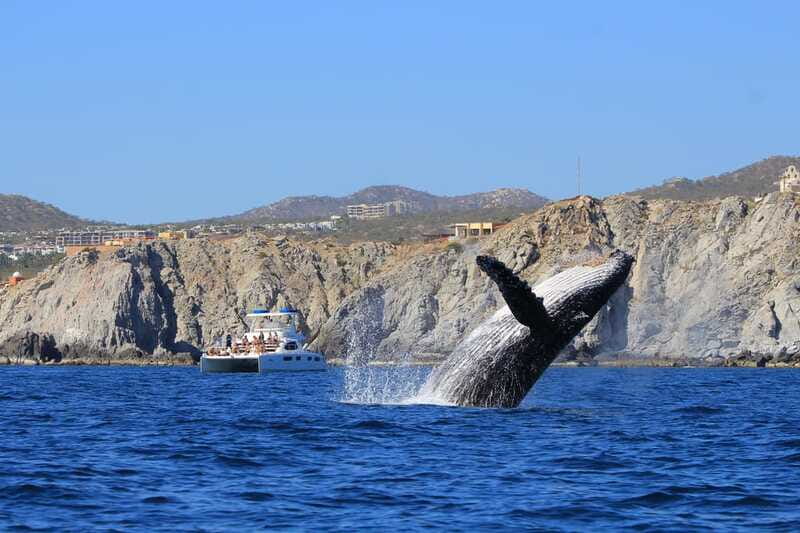 Cabo San Lucas: Luxury Catamaran Whale Watching Experience - Other wildlife around the Sea of Cortez