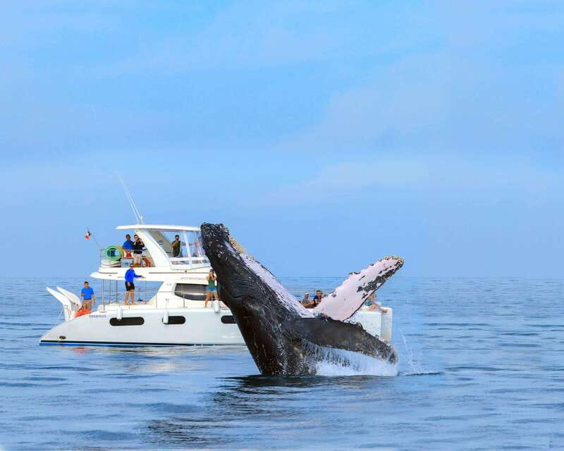 Cabo San Lucas: Luxury Catamaran Whale Watching Experience - Is $129 a good value?