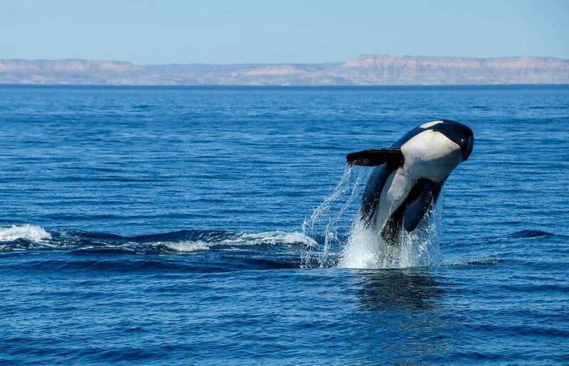 Cabo San Lucas: Luxury Catamaran Whale Watching Experience - Booking details worth keeping in mind