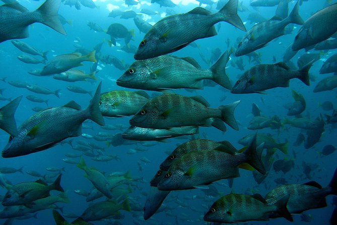 Cabo San Lucas Short Snorkeling Tour with Divemaster Guide - The boat ride to the Arch and Lovers Beach