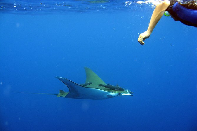 Cabo San Lucas Short Snorkeling Tour with Divemaster Guide - Gear, snacks, and comfort on board