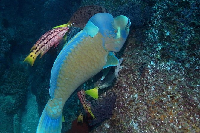 Cabo San Lucas Short Snorkeling Tour with Divemaster Guide - Fish, octopus, eels, and sea lions