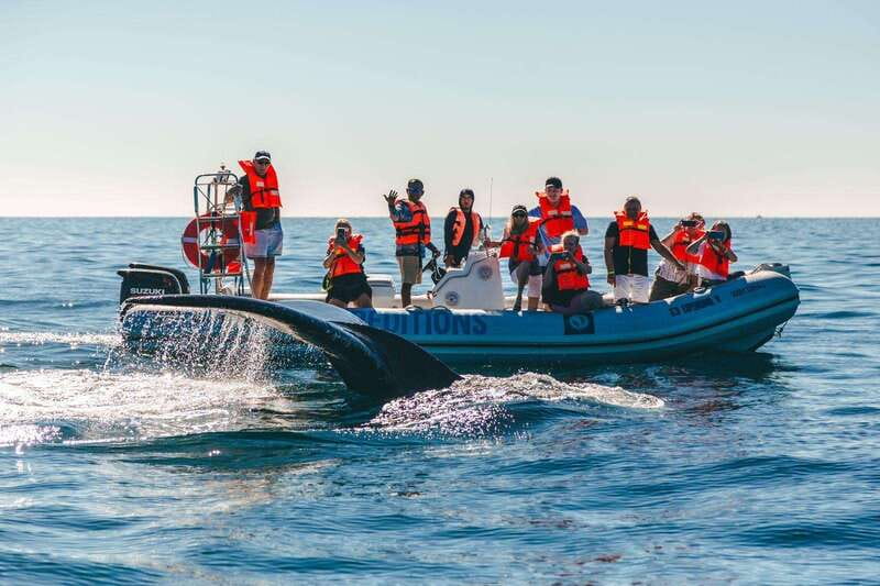 Cabo San Lucas: Up-Close Whale Watching Small-Group Tour - Why the Zodiac makes a difference in Cabo