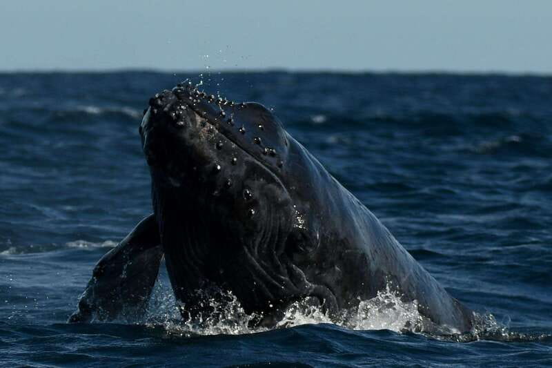 Cabo San Lucas: Up-Close Whale Watching Small-Group Tour - The bottom line on Cabo Expeditions