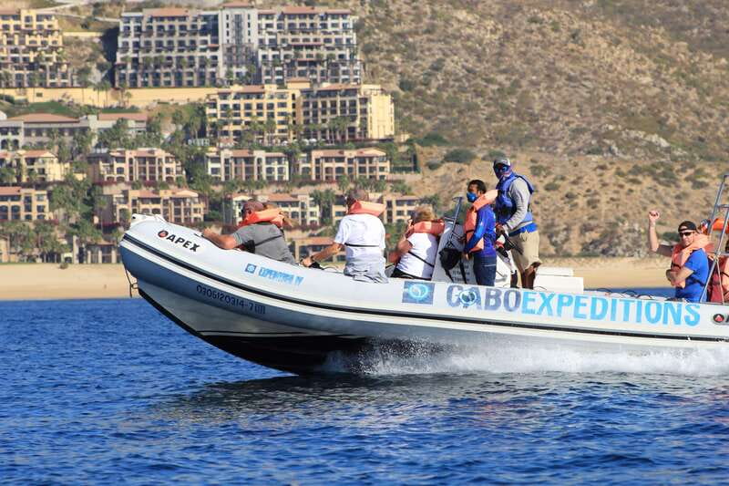 Cabo San Lucas: Up-Close Whale Watching Small-Group Tour - Ninety minutes searching for whales and dolphins