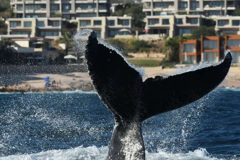 Cabo San Lucas: Up-Close Whale Watching Small-Group Tour - Close encounters without crowding the animals