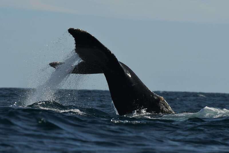 Cabo San Lucas: Up-Close Whale Watching Small-Group Tour - What the guides add to the trip