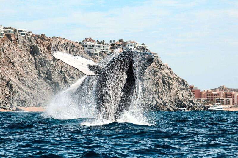 Cabo San Lucas: Up-Close Whale Watching Small-Group Tour - Is $115 a fair price?