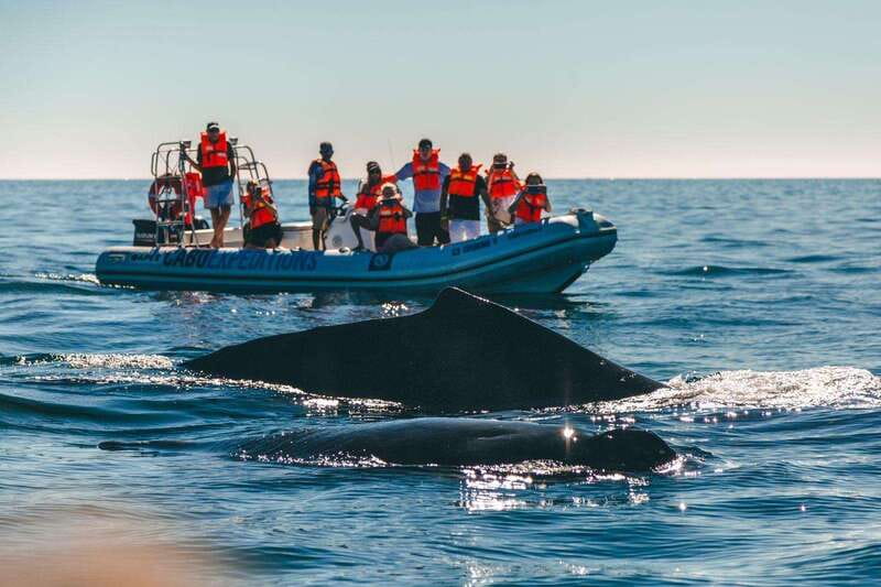 Cabo San Lucas: Up-Close Whale Watching Small-Group Tour - Who should book this experience?