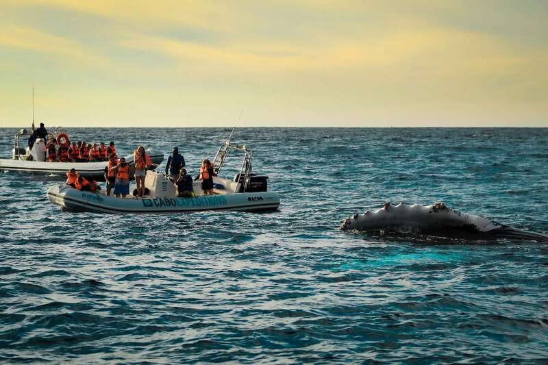 Cabo San Lucas: Up-Close Whale Watching Small-Group Tour - The first 15 minutes: leaving the marina