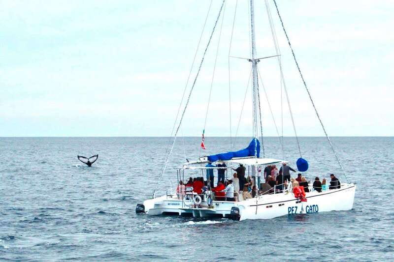 Cabo San Lucas: Whale Watching Catamaran Experience - The Arch and Land’s End photo stop