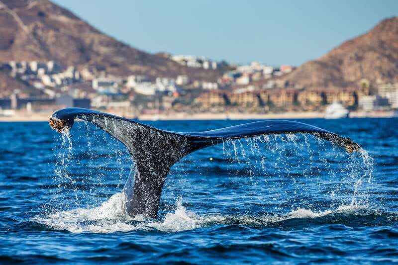 Cabo San Lucas: Whale Watching Catamaran Experience - Food, music, and the open bar