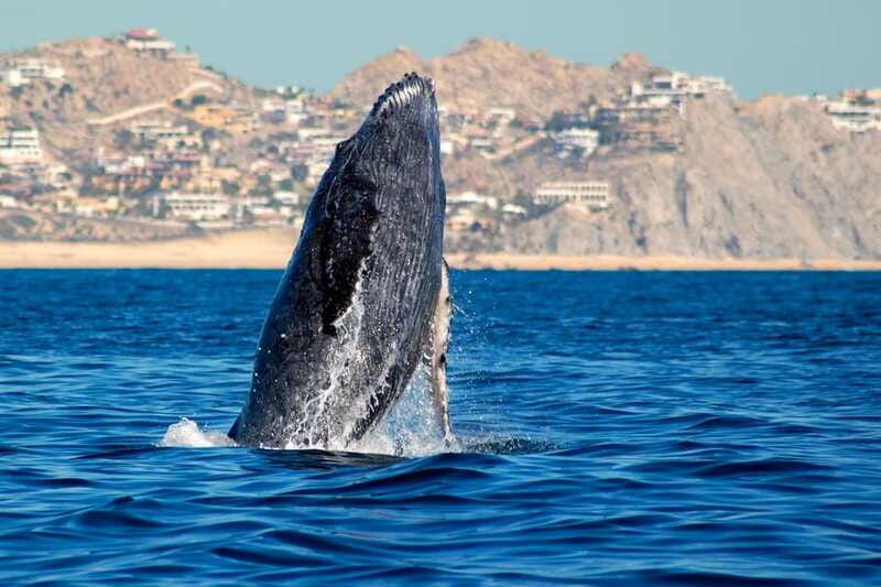 Cabo San Lucas: Whale Watching Catamaran Experience - Booking details that can save you trouble