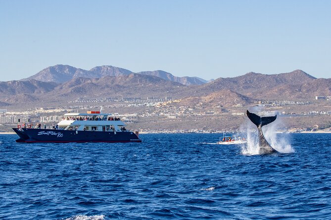 Cabo San Lucas Whale Watching Lunch Cruise - Why the boat matters in Cabo